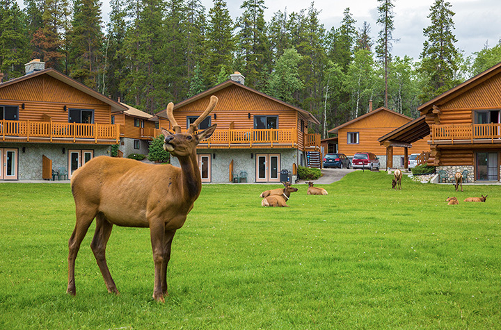 Becker's Chalets 05.05.2023 - 16.05.2023 | 1 Person im Zimmer (Single) | Deluxe Log Chalet