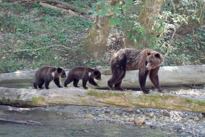 Bären und Wasserfälle 