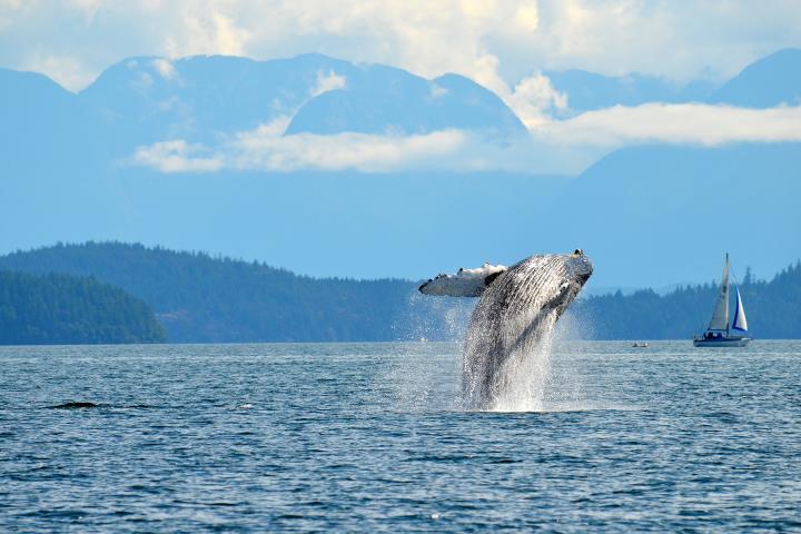 Wale in der Johnstone Strait 15.05.2022 - 15.08.2022 | Erwachsener | Covered Boat | 6 Stunden