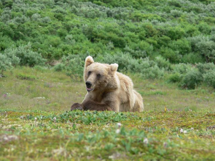 Grizzlies in Alaskas NPs 