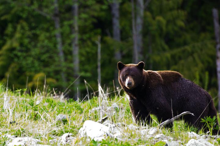 Whistler Schwarzbären 15.05.2021 - 30.06.2021 | Erwachsener