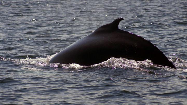 Die Wale der Gaspé 